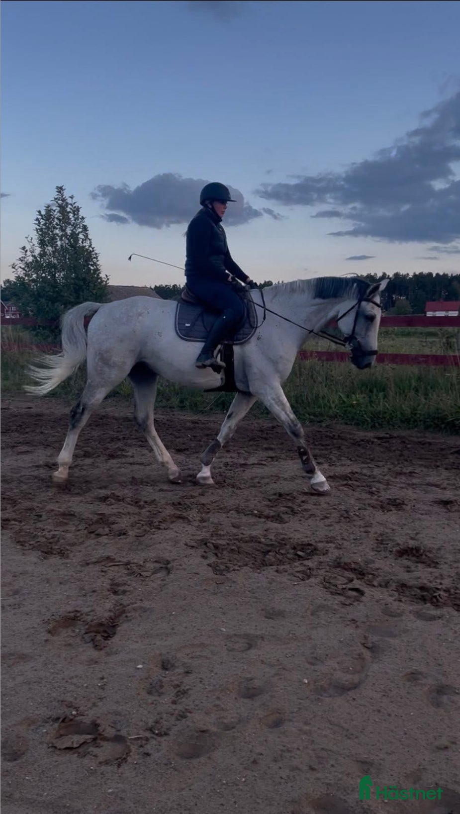  hästar seriöst sökande av foderhäst  i Gävle - Annons 9