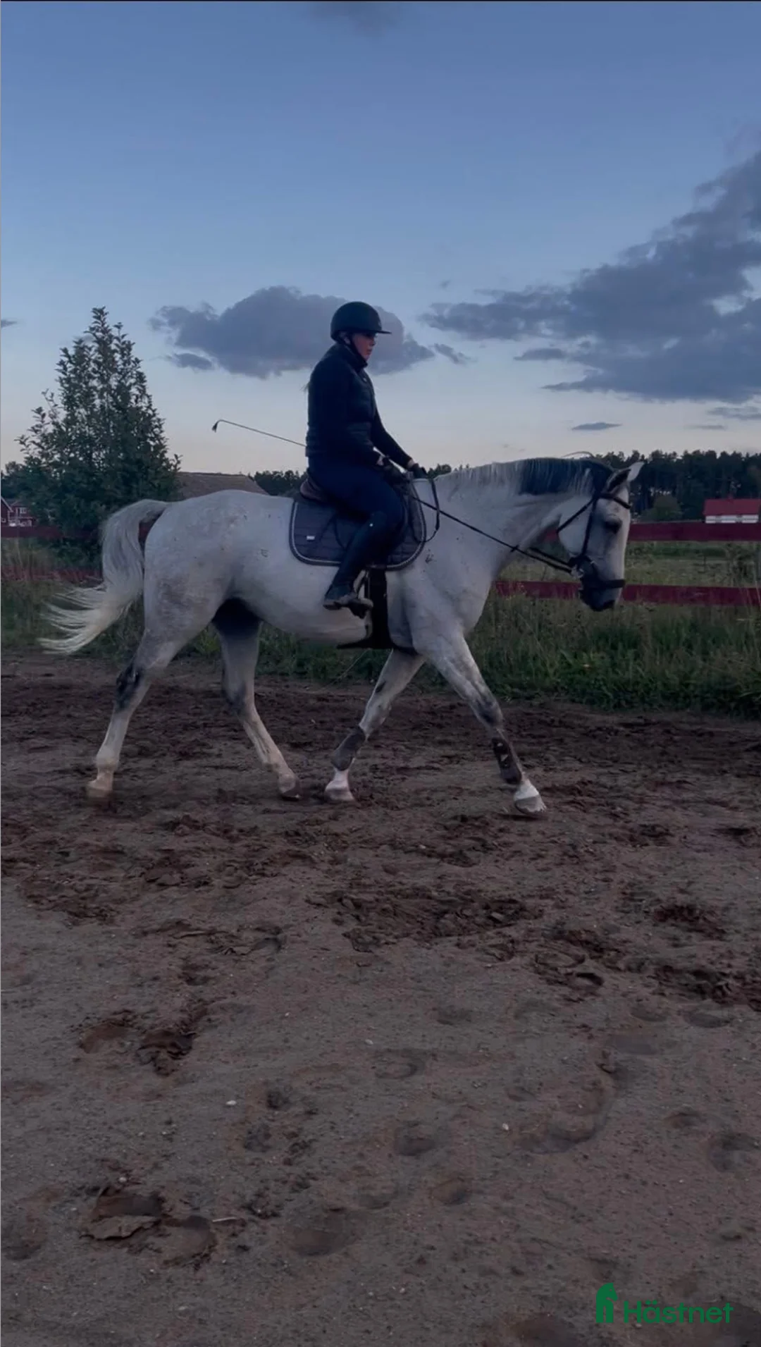 Allround hästar sökes: seriöst sökande av foderhäst  i Gävle - Annons 1