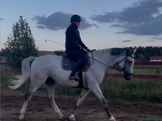 hästar seriöst sökande av foderhäst i Gävle - Annons 9