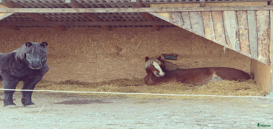 Galleribild {{count}}