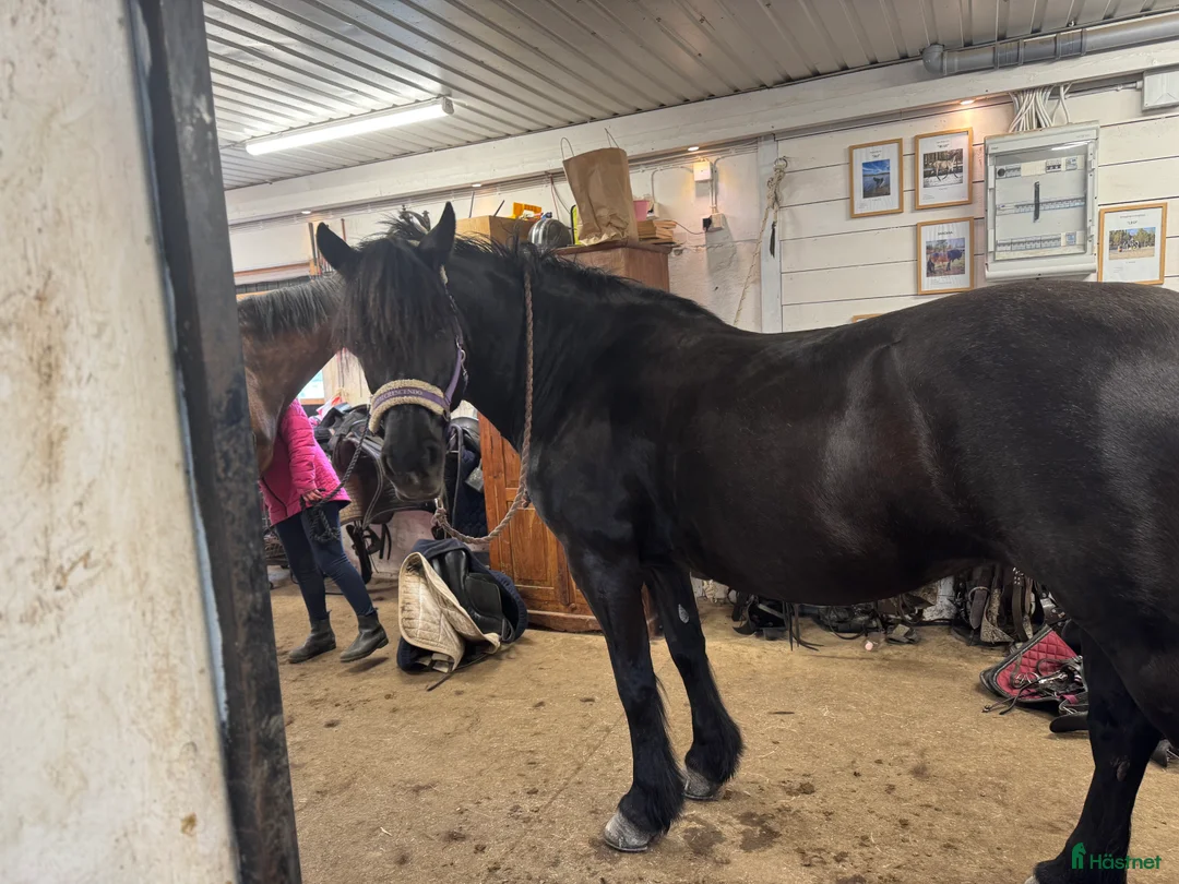 Allround hästar till salu: Vacker underbart kallblodsto i Lycksele - Annons 7