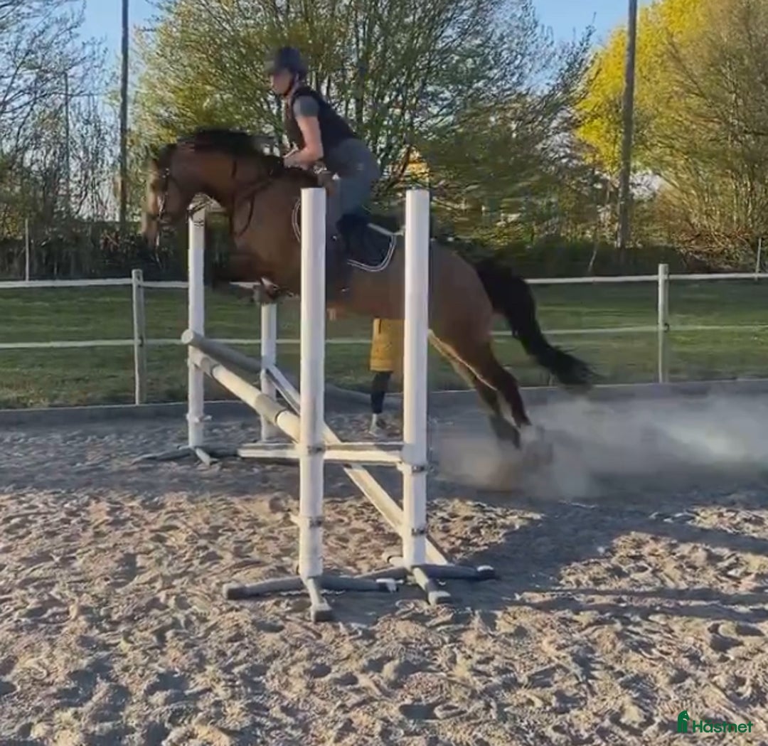  medryttarhäst finnes: Väldens snällaste ponny söker medryttare! - Annons 2