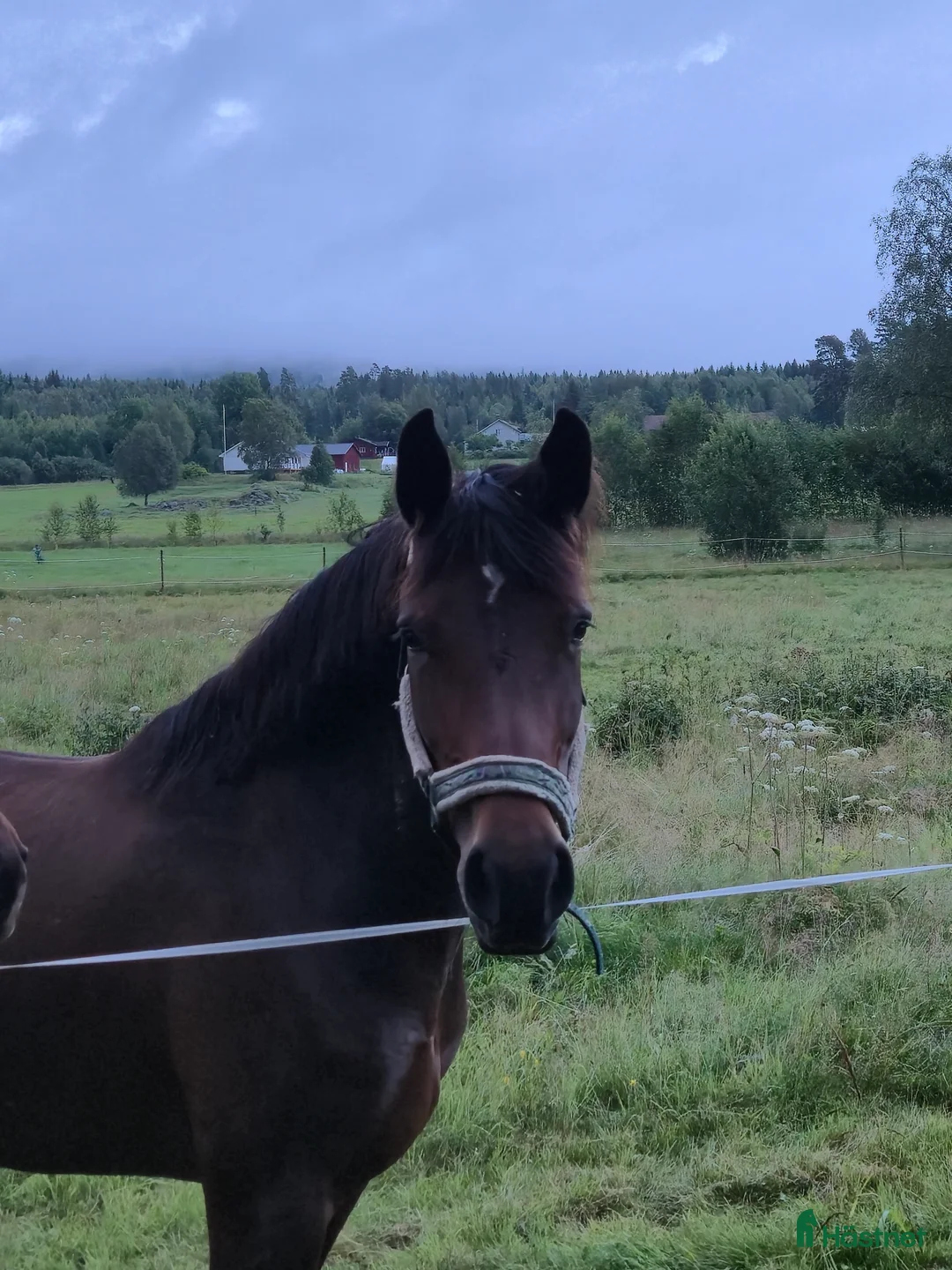 Allround hästar till salu: Snyggt Kallblodssto - Annons 2