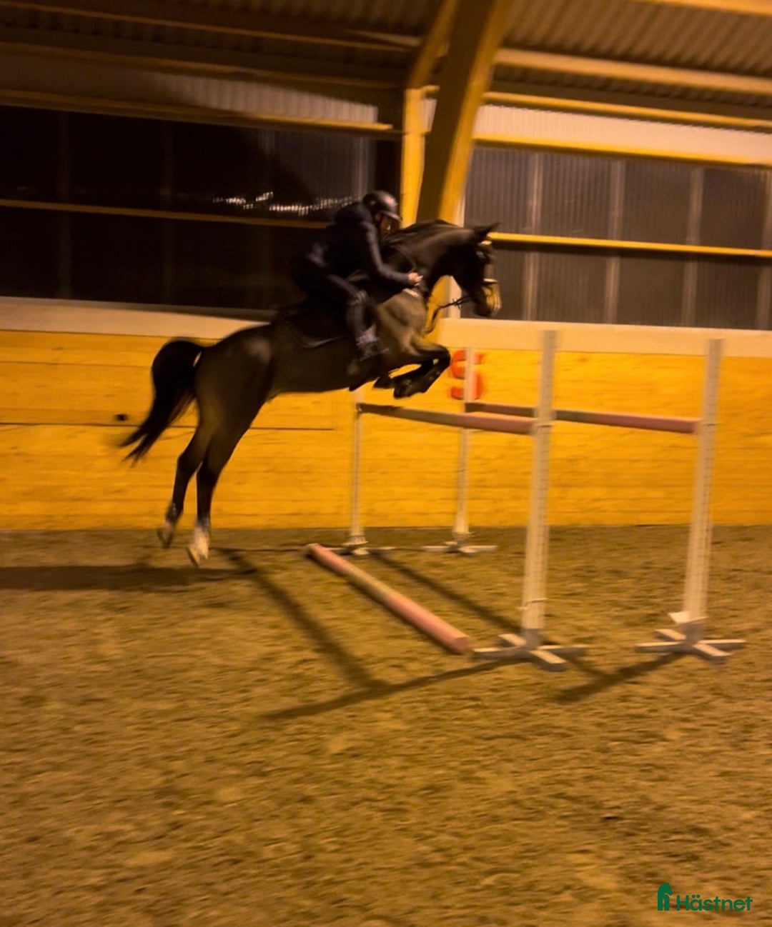  foderhäst sökes: AMBITIÖS OCH RUTINERAD FODERVÄRD FINNES! - Annons 1