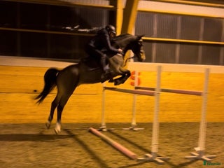 foderhäst AMBITIÖS OCH RUTINERAD FODERVÄRD FINNES! - Annons 2