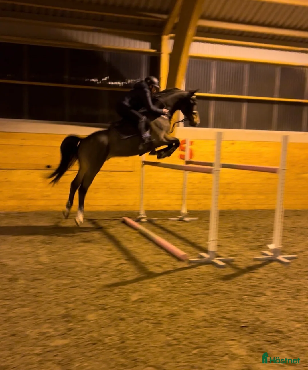  foderhäst sökes: AMBITIÖS OCH RUTINERAD FODERVÄRD FINNES! - Annons 1