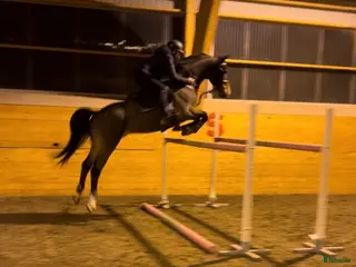 foderhäst AMBITIÖS OCH RUTINERAD FODERVÄRD FINNES! - Annons 15