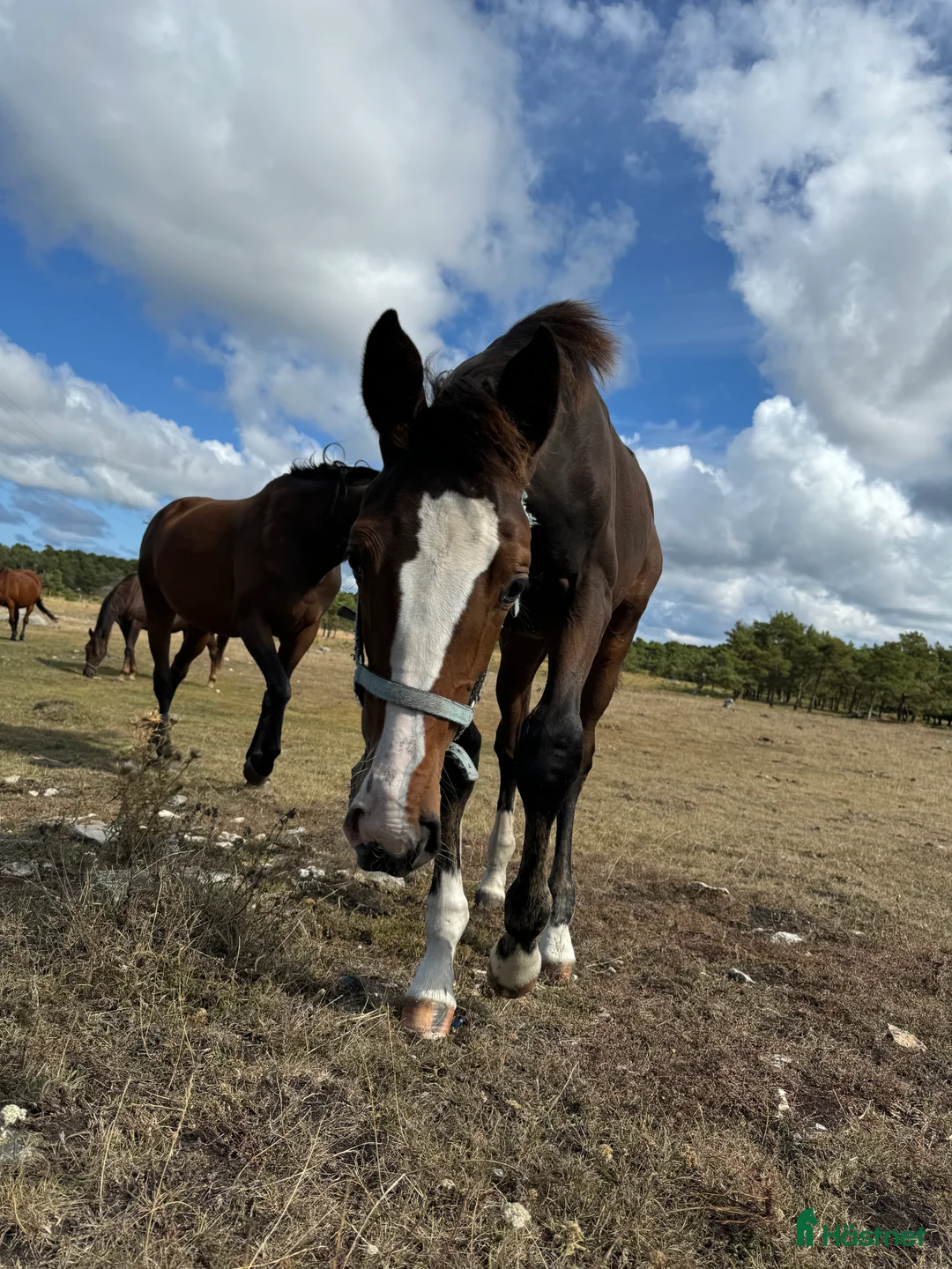 Hoppning hästar till salu: Fin valack med bra stam! i Fårö - Annons 6