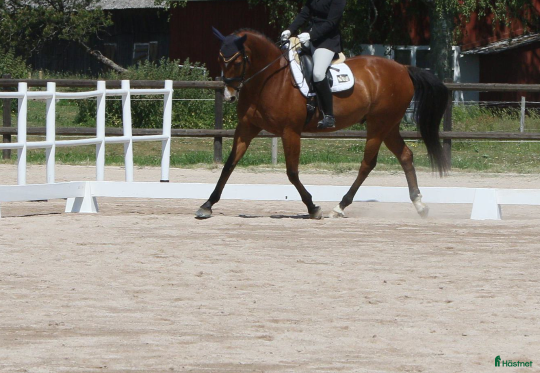 Dressyr hästar till salu: Välutbildad valack  i Varnhem - Annons 4