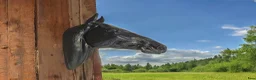 Hästinspirerad heminredning övrig utrustning till salu: Glasfiberhästar & ponnys i naturlig storlek - Annons 27