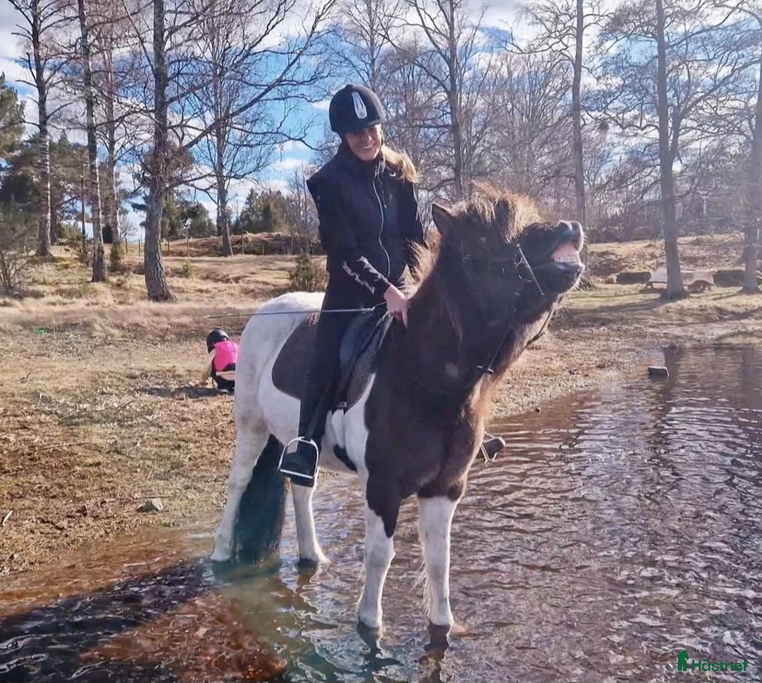 Övrigt hästar till salu: Islandssto i Åseda - Annons 14