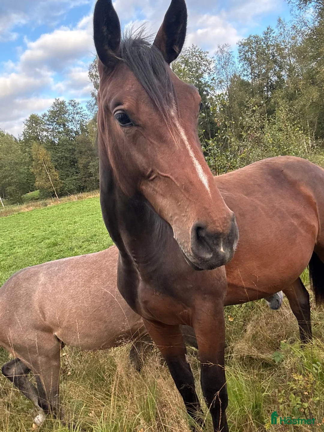 Hoppning hästar till salu: Välstammad ettåring - Annons 3