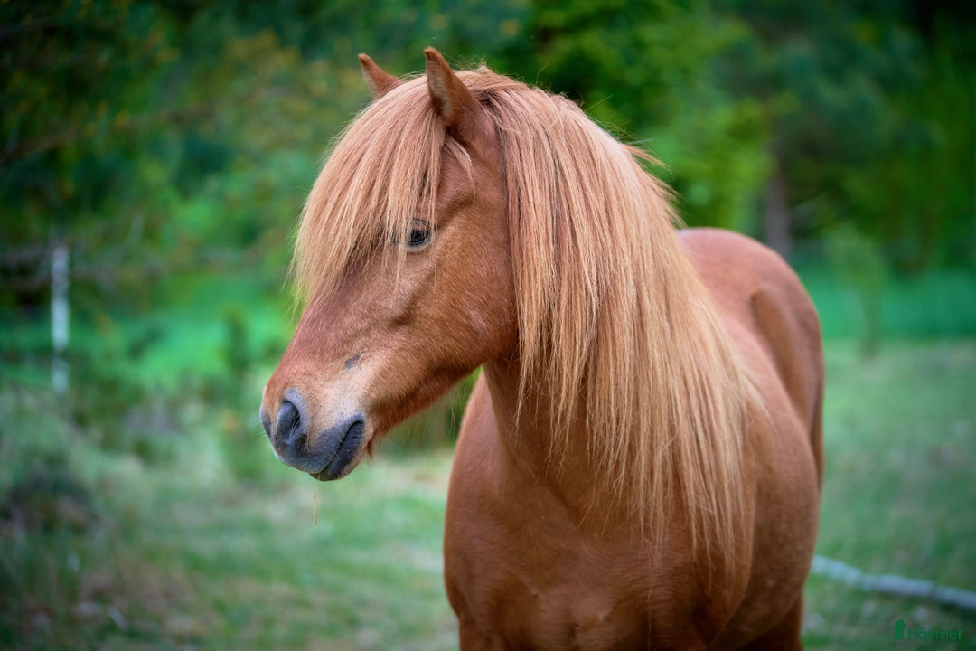 Allround hästar till salu: Världens snällaste islänning 12 år i Söderköping - Annons 3