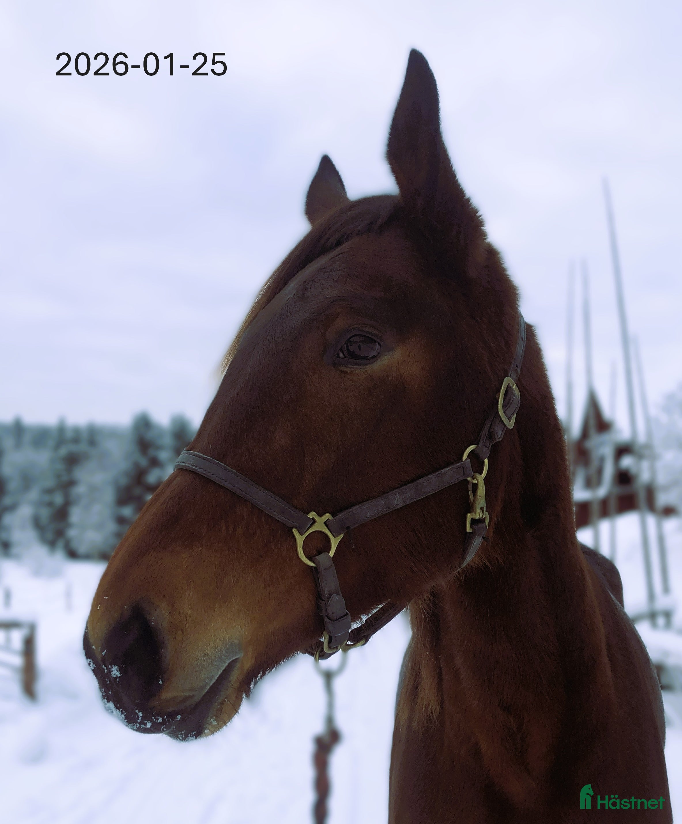  hästar Travhäst - Annons 3