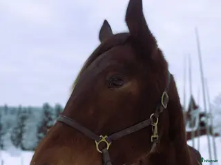 hästar Travhäst - Annons 3