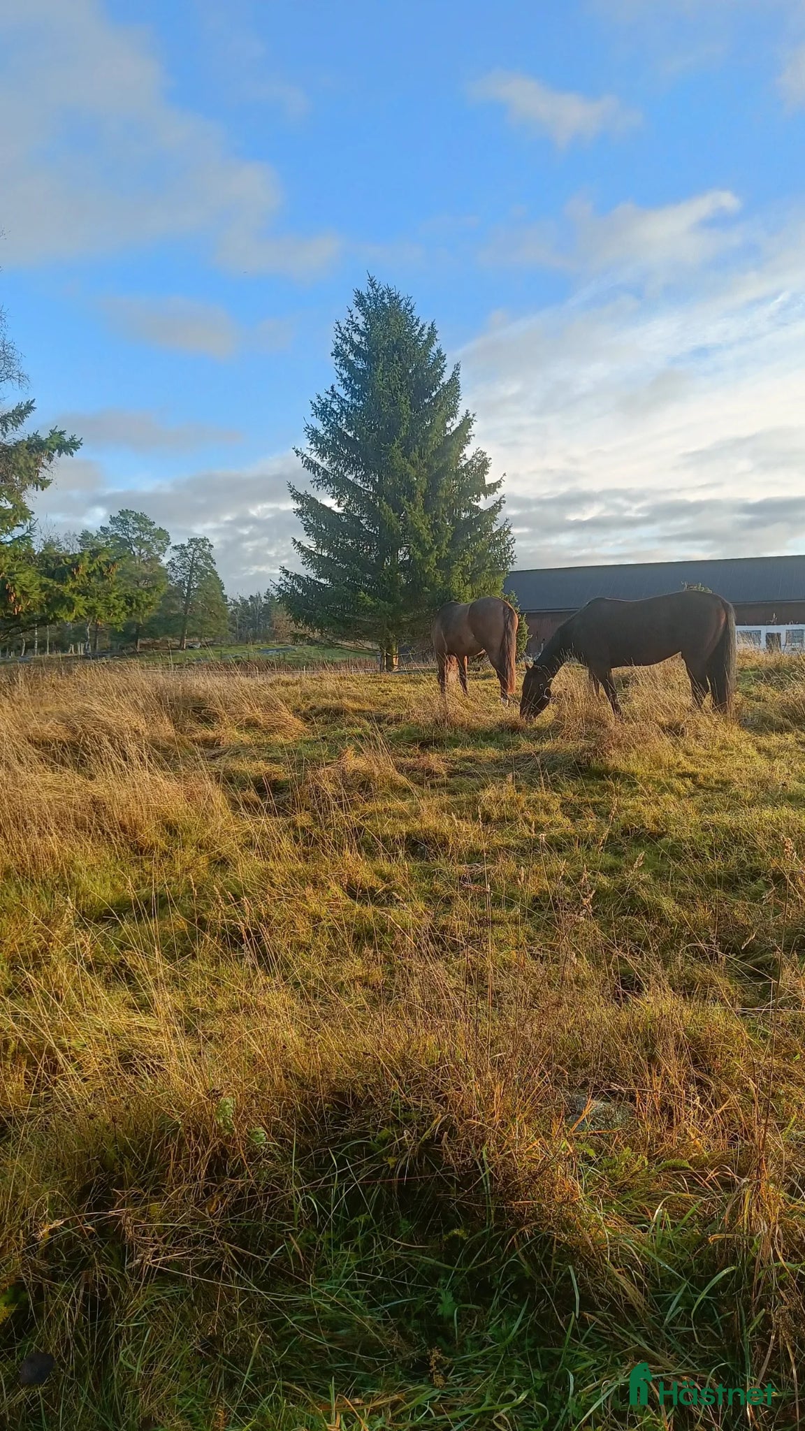  hästar Sökes projekt eller unghäst  - Annons 1