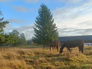 hästar Sökes projekt eller unghäst - Annons 1