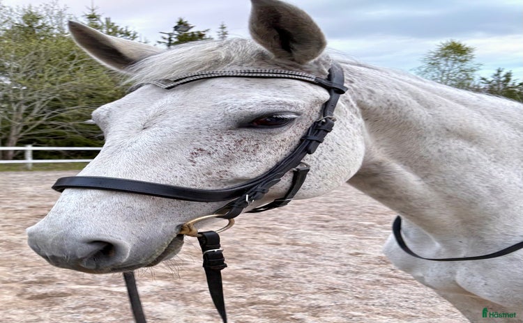  hästar i Kolbäck - Annons 1