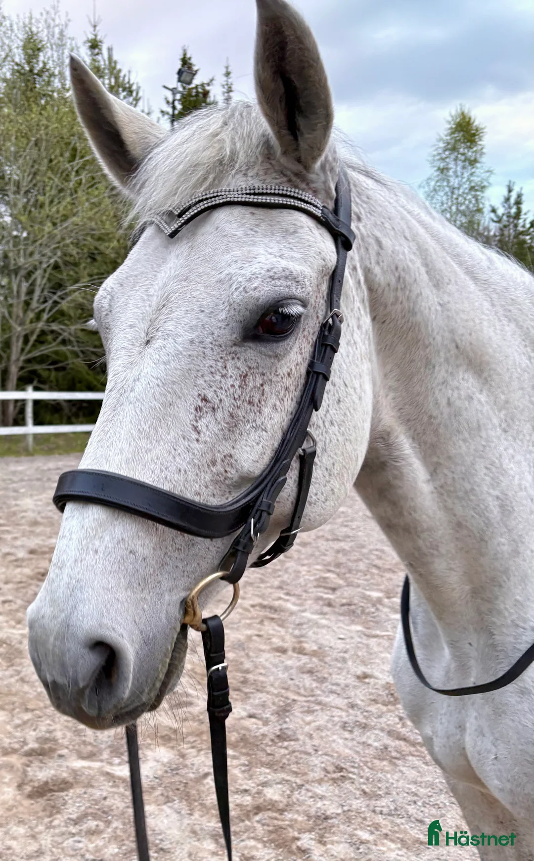 Allround hästar sökes: Nordsvensk brukshäst / Irish Cob i Kolbäck - Annons 1
