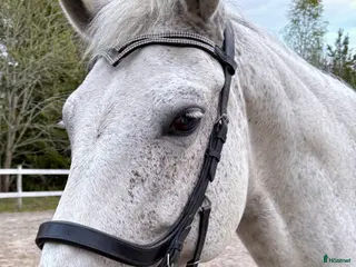 hästar Nordsvensk brukshäst / Irish Cob i Kolbäck - Annons 3