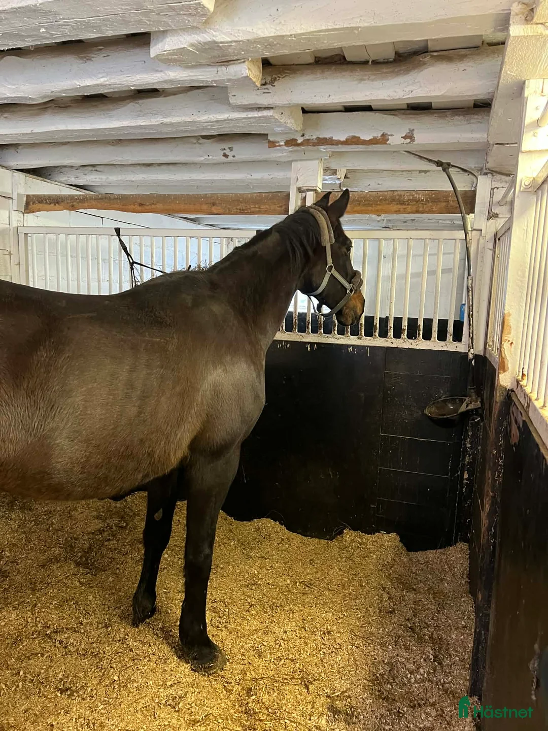 Allround hästar till salu: Sällskapshäst i Alingsås - Annons 2