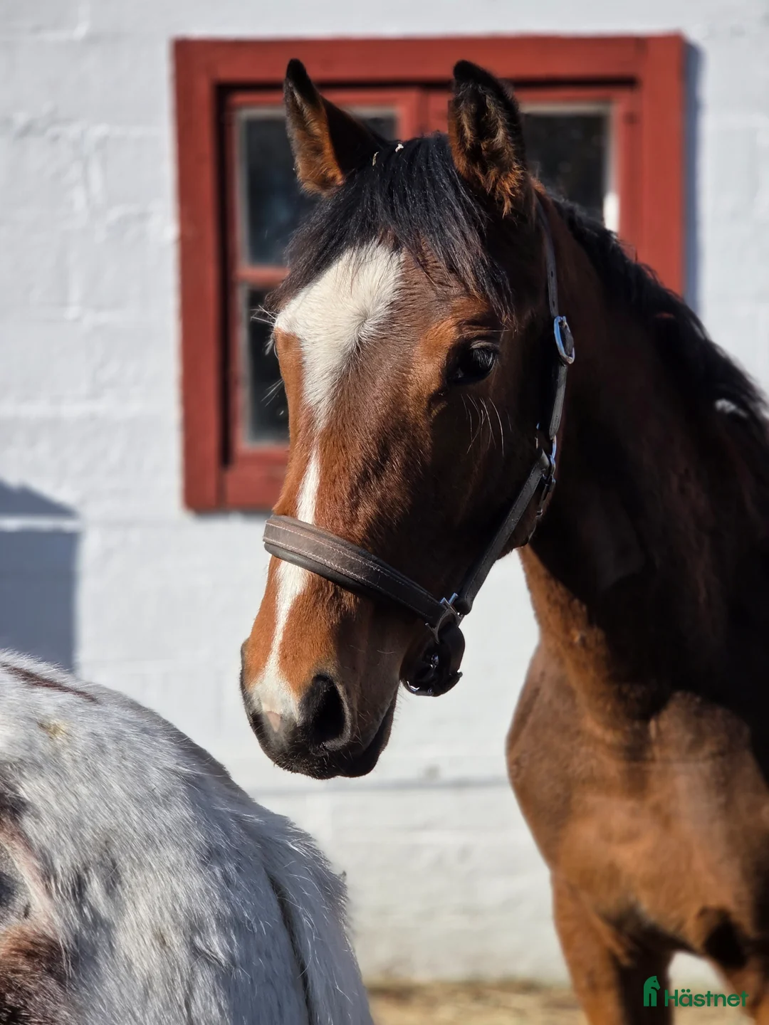 Dressyr hästar till salu: Superfin åring - Annons 1
