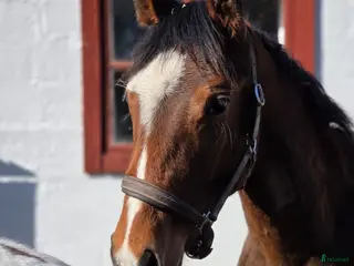 hästar Superfin åring - Annons 3