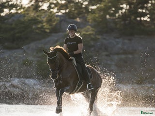 hästar Trevlig valack. i Strömstad - Annons 18