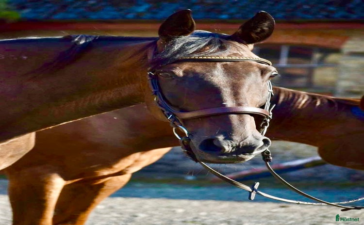  hästar i Skurup - Annons 6