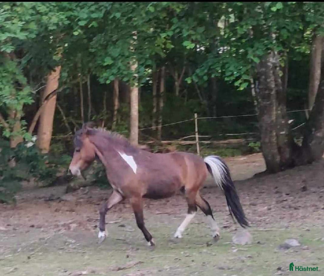 Övrigt hästar till salu: AMHA HINGST 5 år i Tjällmo - Annons 2