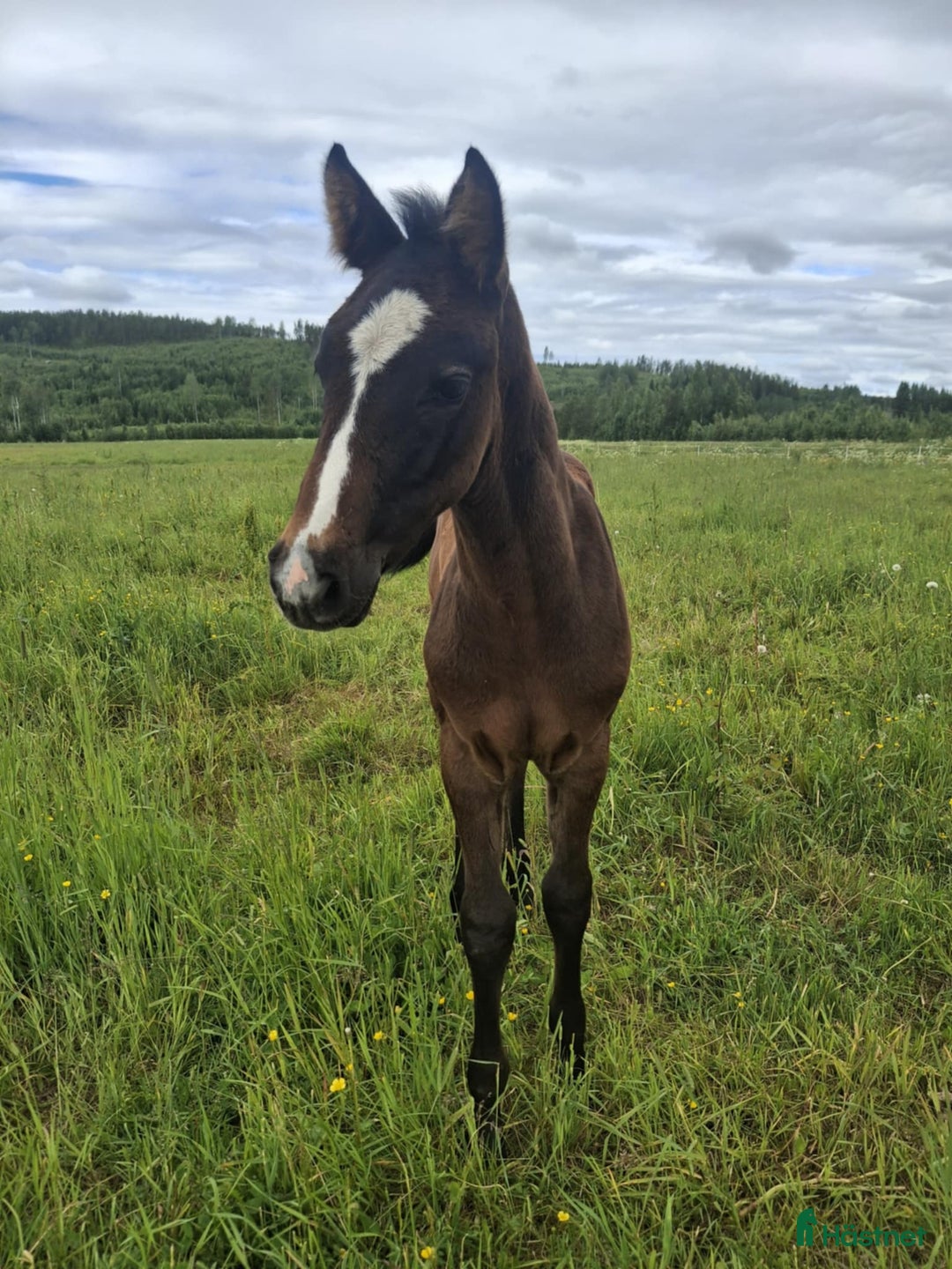 Hoppning hästar till salu: Snygg kille för framtiden! i Vännäs - Annons 6