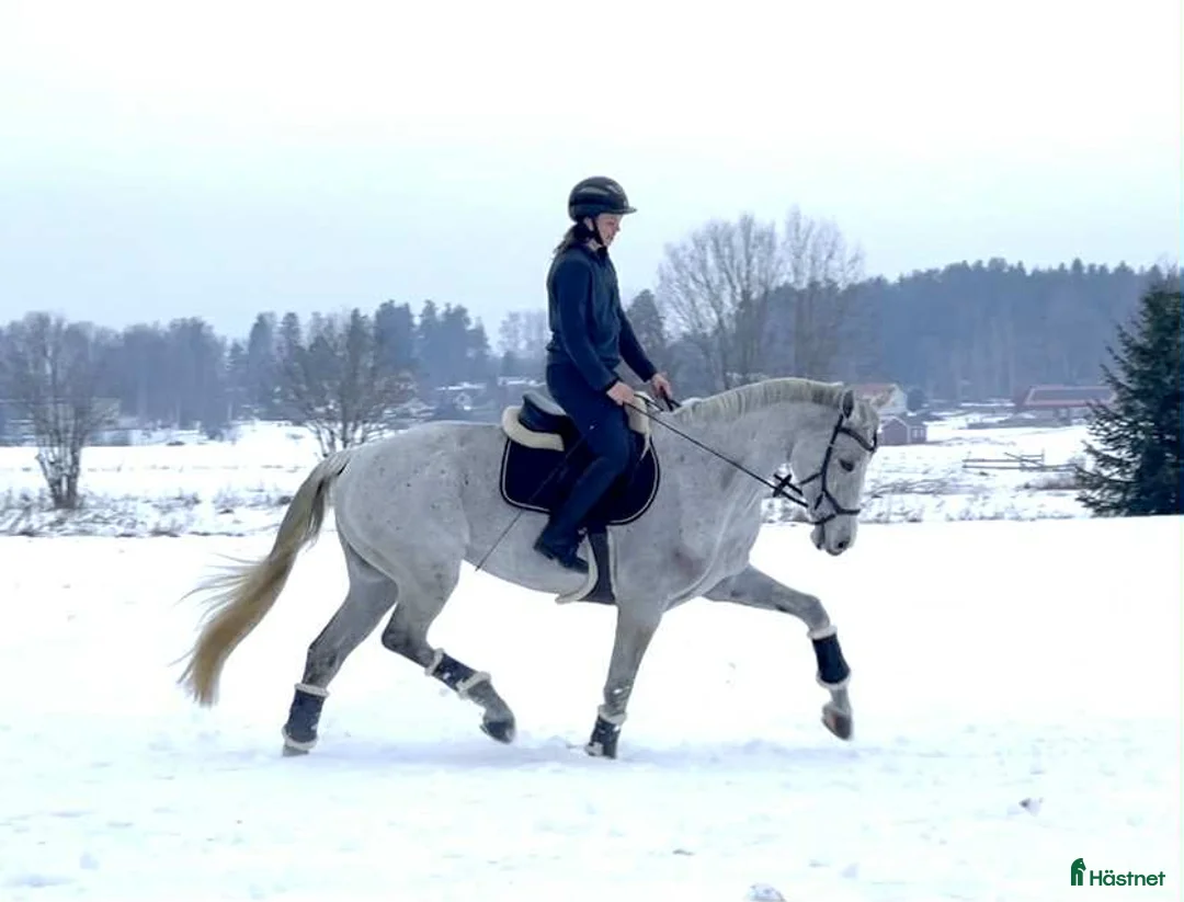 Allround hästar till salu: Hopphäst med mycket trevliga gångarter i Sala - Annons 1