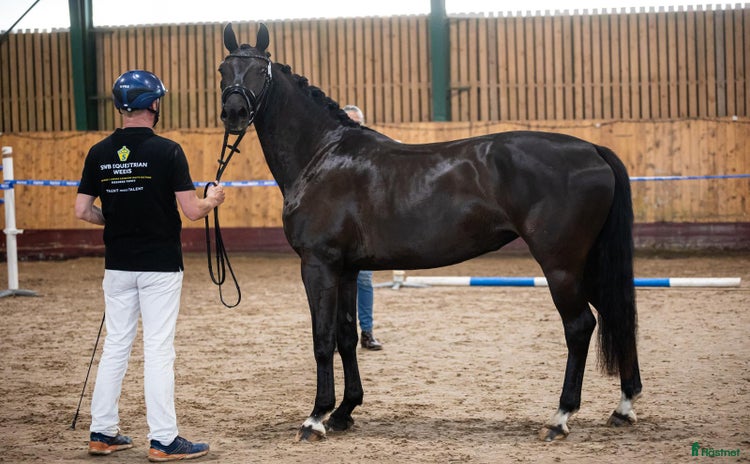  hästar Trygg lovande unghäst med GP möderne i Hörby - Annons 7