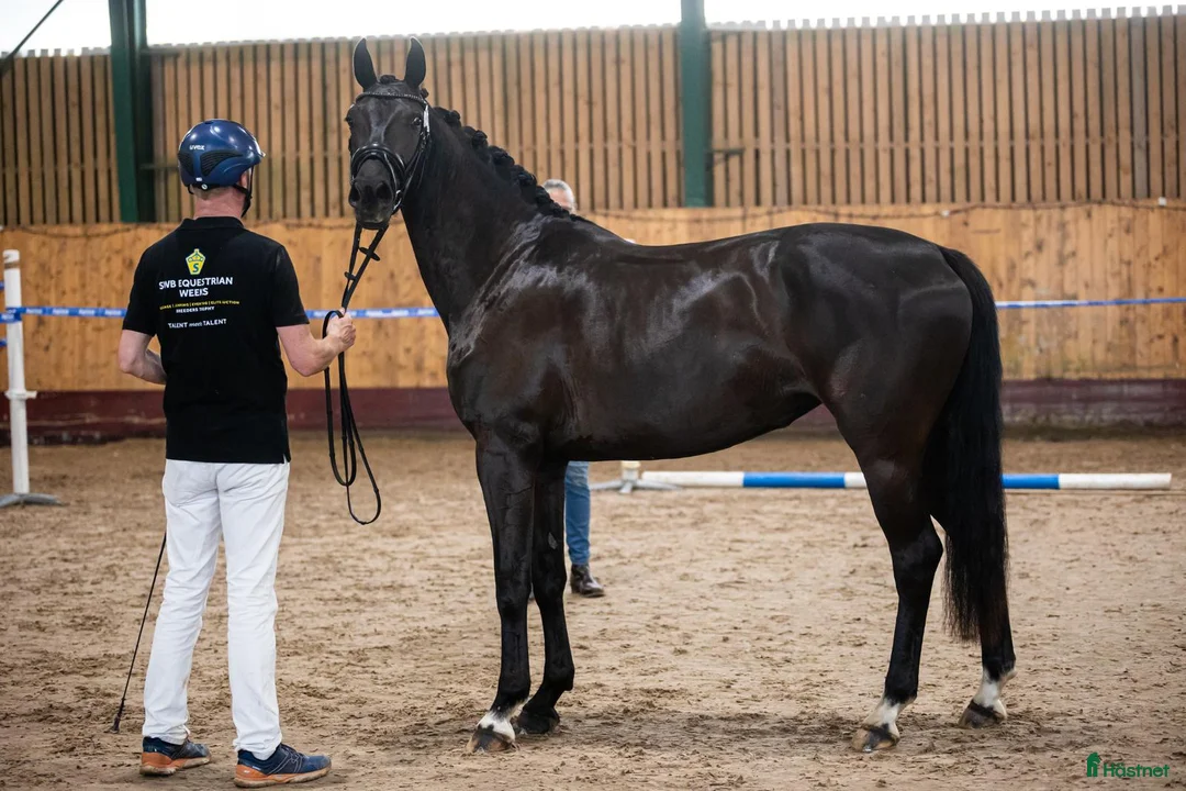 Dressyr hästar till salu: Trygg lovande unghäst med GP möderne - Annons 3