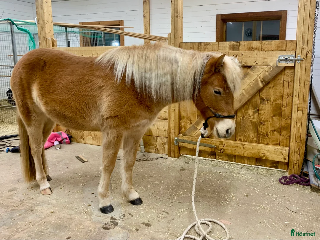 Allround hästar till salu: Gotlandsruss ungsto för trav/körning/ridning/avel - Annons 1