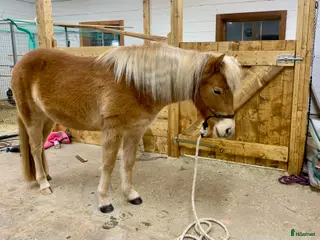 hästar Gotlandsruss ungsto för trav/körning/ridning/avel - Annons 11