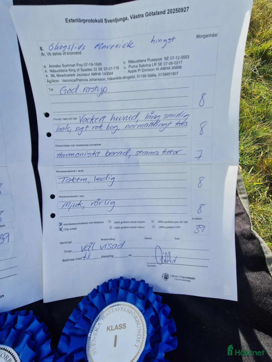 Allround hästar till salu: Morgan Hingstföl i Sätila - Annons 3