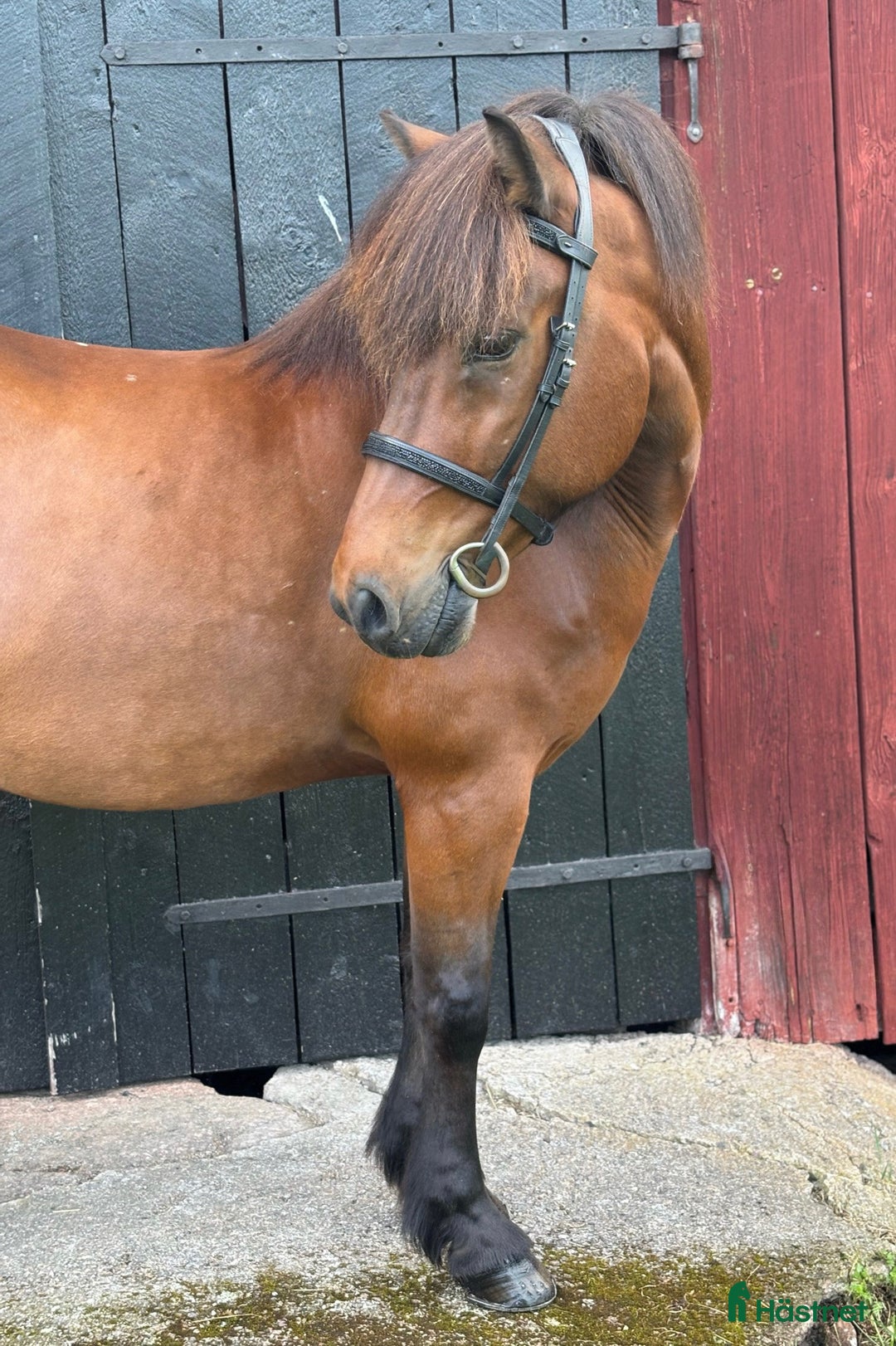 Island hästar till salu: Snygg valack med utstrålning!  i Rimforsa - Annons 2