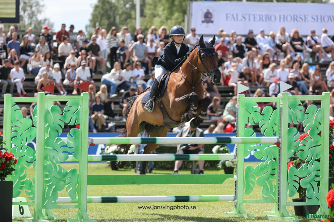 Hoppning hästar till salu: Fantastisk children/amatör häst  - Annons 2