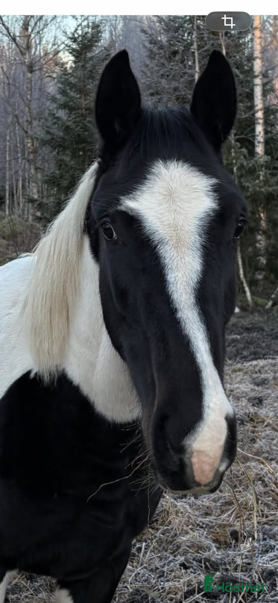  hästar Blivande tvååring ( Total hope )  - Annons 1