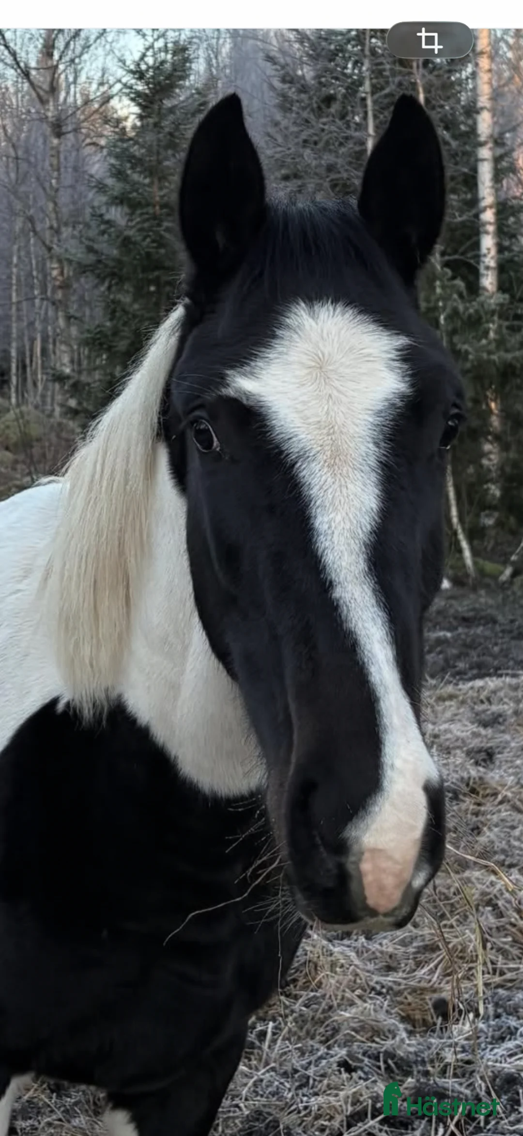 Allround hästar till salu: Blivande tvååring ( Total hope )  - Annons 1
