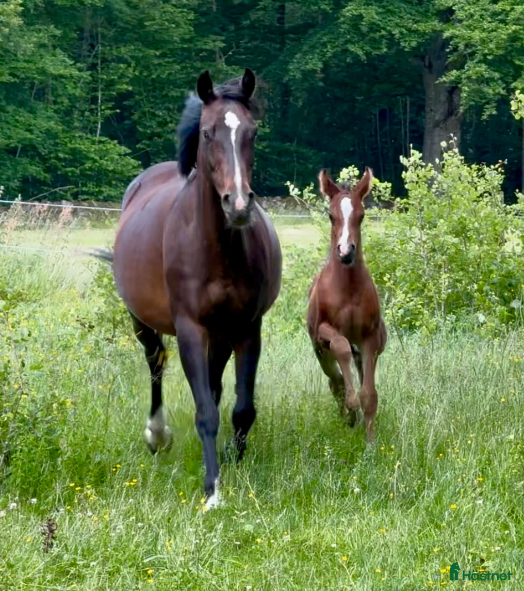 Allround hästar till salu: Superfin, till tävling och hobby! - Annons 16