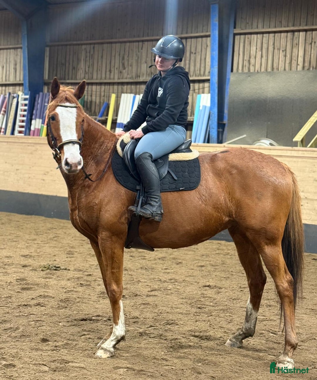 Allround hästar till salu: Trevlig allroundhäst 7år i Hjärtum - Annons 1