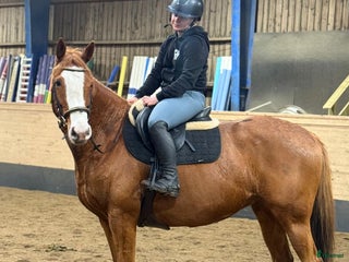 hästar Trevlig allroundhäst 7år i Hjärtum - Annons 8