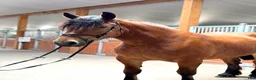 Allround hästar till salu: Kind 4yo mare for hobby - Annons 3