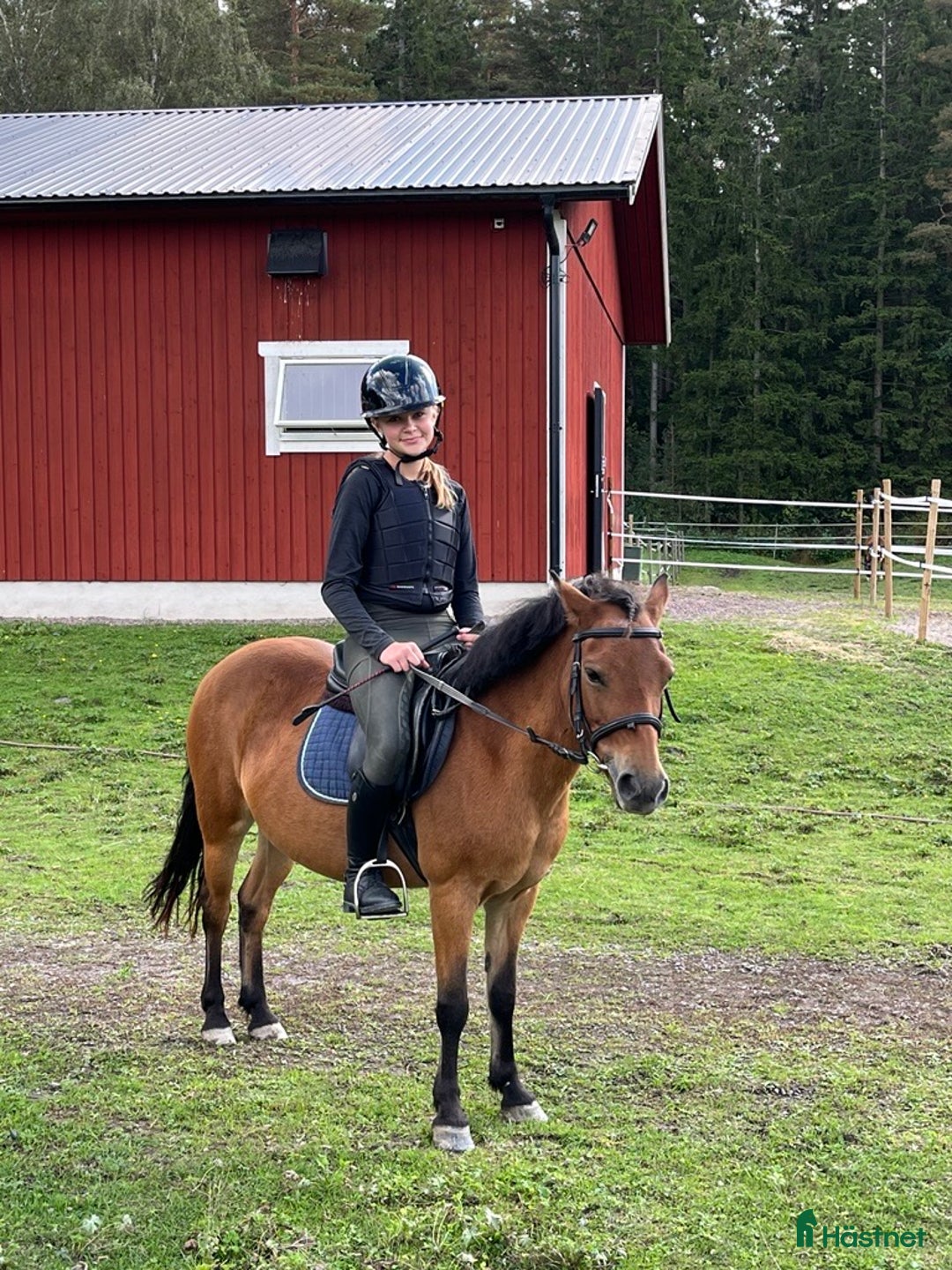  medryttarhäst sökes: Medryttarhäst sökes i Mariestad - Annons 1