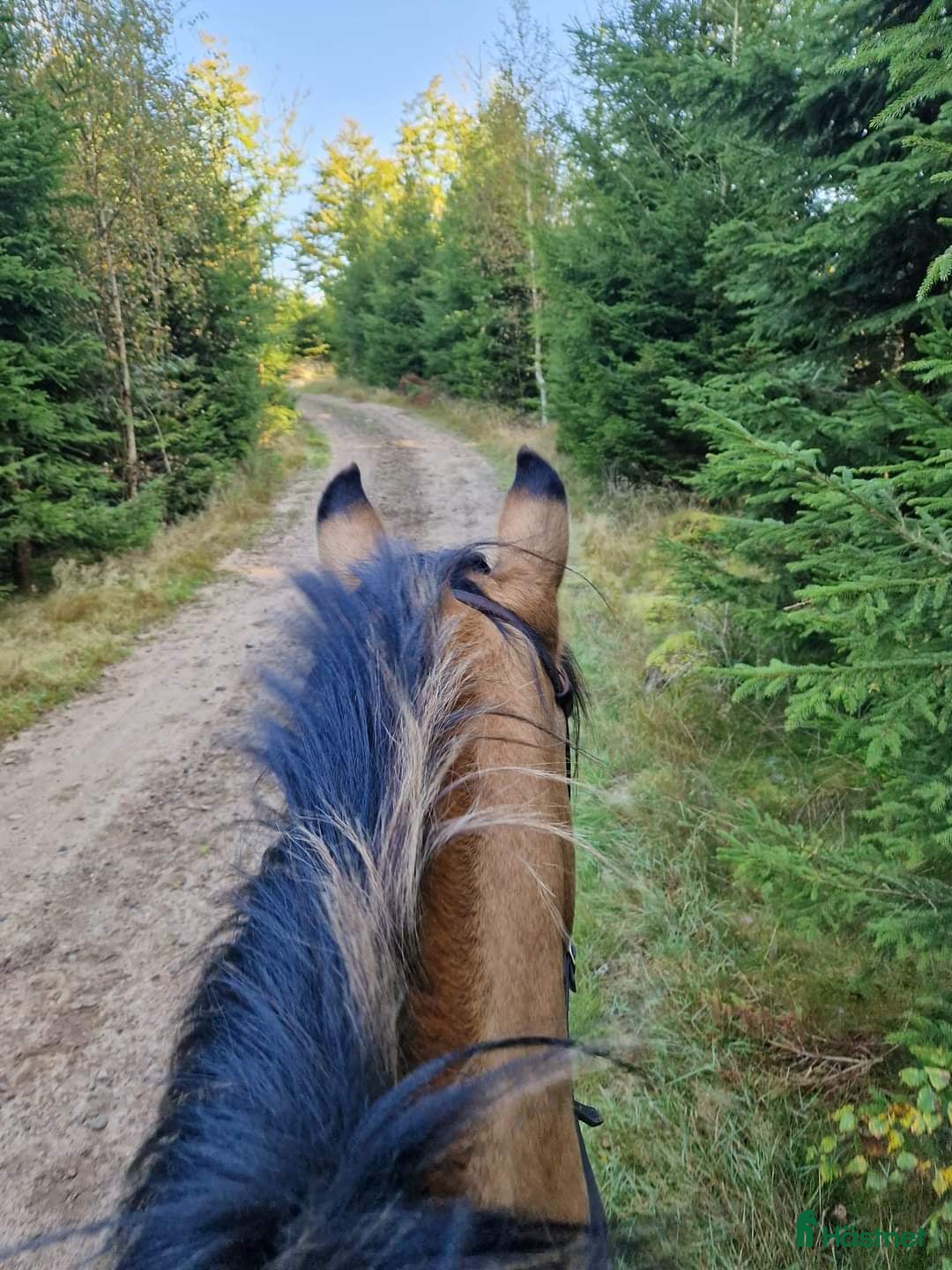  foderhäst finnes: Delfodervärd sökes i Ljungbyhed - Annons 5