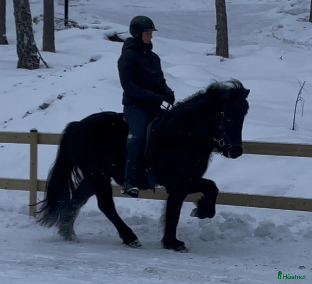 Island hästar till salu: Fyrgångare med stora rörelser  i Vallentuna - Annons 3