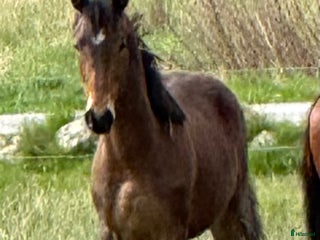 Allround hästar till salu: Fanzy i Simrishamn - Annons 1