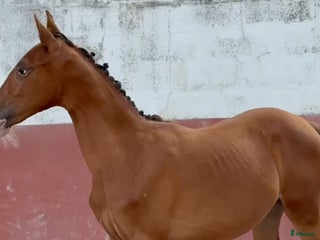 hästar Luso varmblodig sto i Badajoz - Annons 4